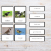 Cartes-Classifiées: Les oiseaux du jardin